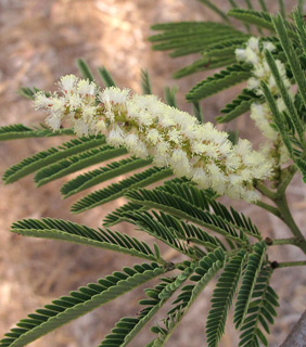  אילנות , 7-2014, צילום: © שרה גולד