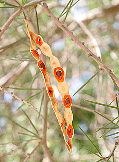 שיטה טטרגונופילה, צילום: ©  שרה גולד