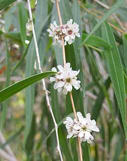 אילנות, 5-3-2014. צילום: © שרה גולד