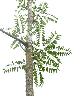 אילנות, 5-2015. צילום: © שרה גולד