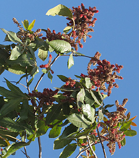 לוד, 2-2014. צילום: © שרה גולד