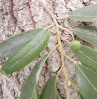 אילנות, 5-2015. צילום: © שרה גולד