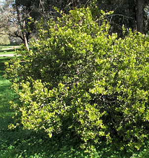 אילנות, 2-2014, צילום: © שרה גולד