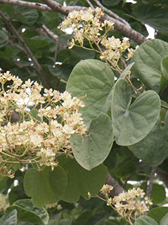 משתלת גילת של קקל , 1-2014. צילום: © פבלו צ'רקסקי 