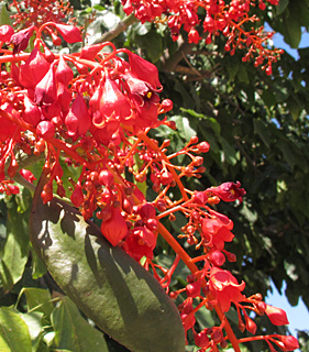 צילום: © שרה גולד   שרון בגינת בית , 4-2014
© כל הזכויות שמורות לצלמים ולאתר צמח השדה