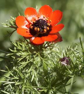 צילום: © עמיקם שוב