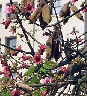 צילום: © שרה גולד   עין עירון, 3-2014
© כל הזכויות שמורות לצלמים ולאתר צמח השדה.