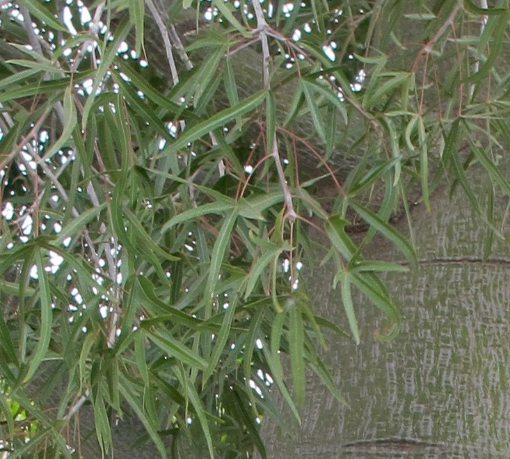 עלווה. צילום: שרה גולד