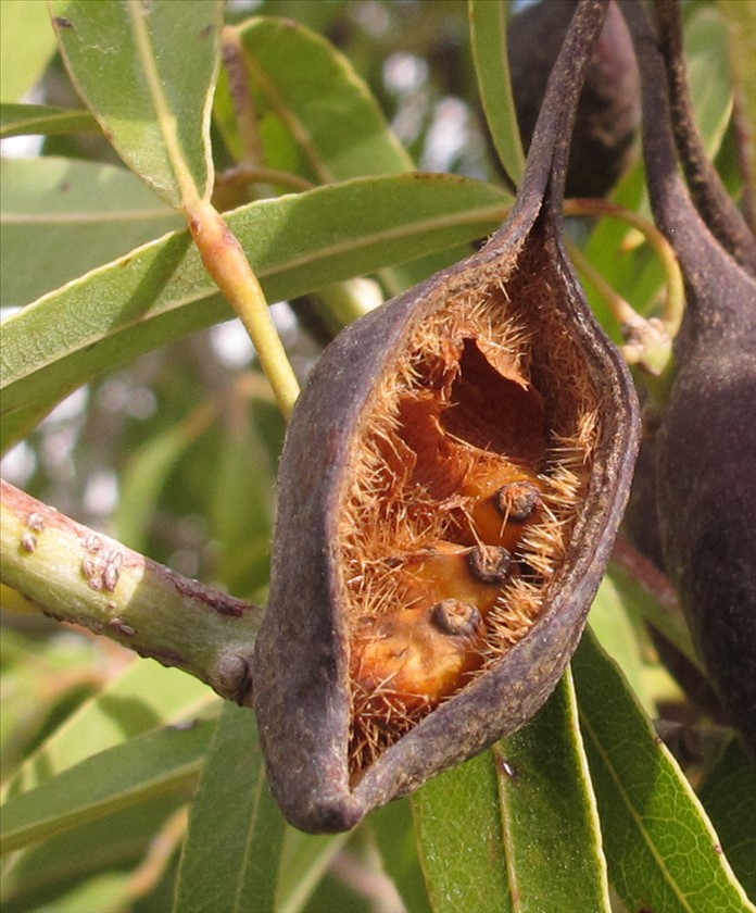 פרי בעת פיזור זרעים מקרוב. צילום: שרה גולד