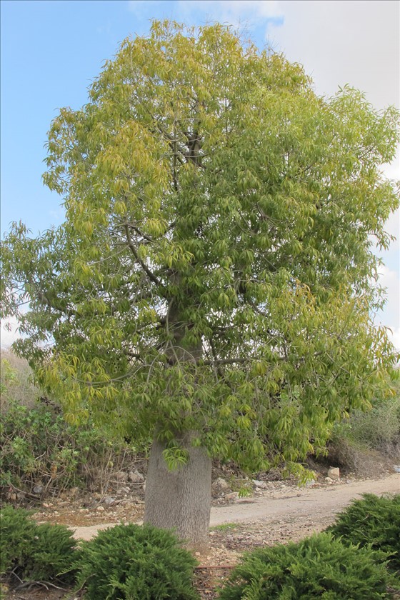 מראה כללי. צילום: שרה גולד