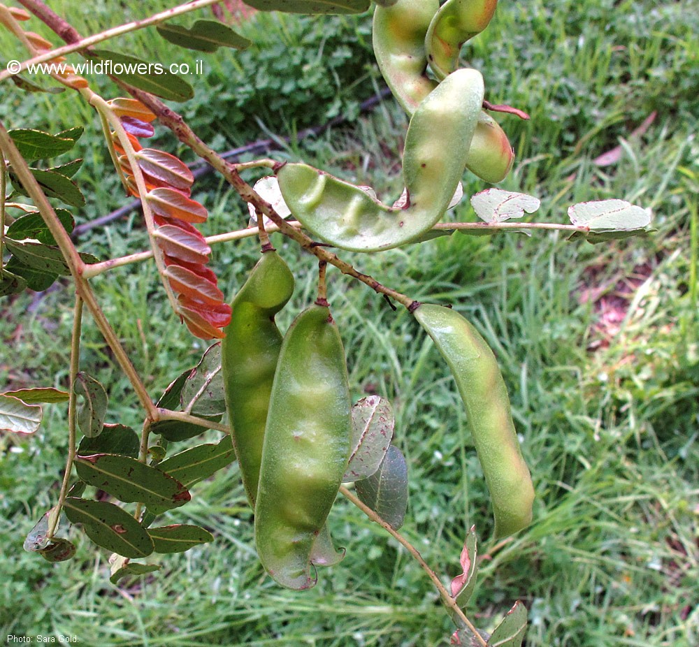 פירות, צילום: © שרה גולד