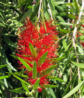 אילנות, 4-2014, צילום: © שרה גולד