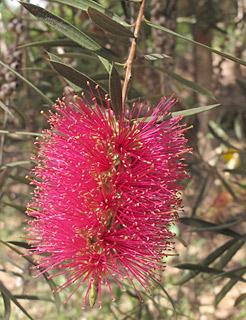 אילנות , 4-2014, צילום: © שרה גולד