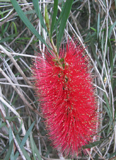  אילנות , 4-2014, צילום: © שרה גולד