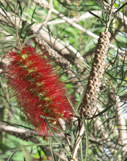 אילנות , 4-2014, צילום: © שרה גולד