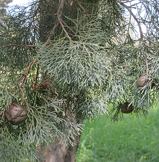 אילנות, 3-2014, צילום: © שרה גולד