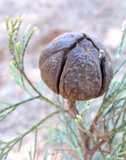 אילנות, 6-2014, צילום: © שרה גולד