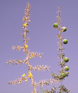 צפון הגולן, 9-2015. צילום: © דרור מלמד