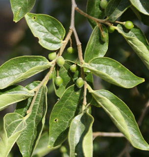 משתלת קקל בגילת , 5-2013, צילום: © פבלו צ'רקסקי