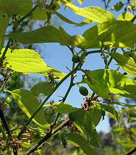 אילנות, 3-2014, צילום: © שרה גולד