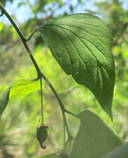 אילנות, 2-2014, צילום: © שרה גולד