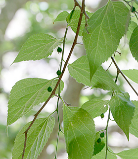 אילנות, 4-2014, צילום: © שרה גולד