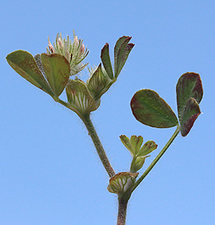 הגן הבוטני גבעת רם, 4-2018. צילום: © שרה גולד