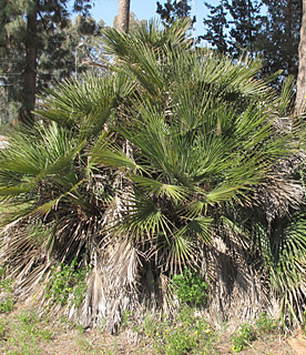 אילנות. צילום: © שרה גולד