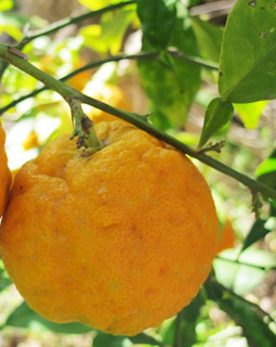 צילום: © שרה גולד   גדר בגינת בית
© כל הזכויות שמורות לצלמים ולאתר צמח השדה.