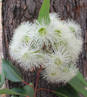  אילנות, 7-2014, צילום: © שרה גולד