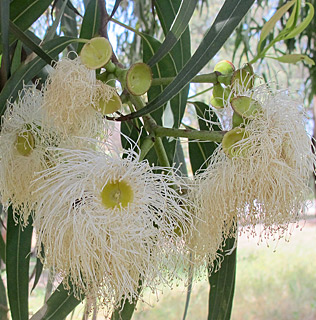 אילנות , 4-2014, צילום: © שרה גולד