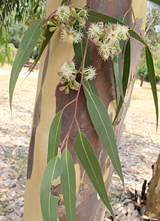 אילנות , 7-2014, צילום: © שרה גולד