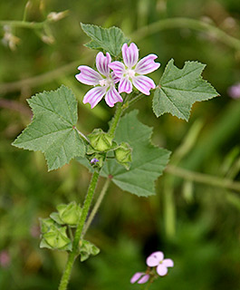 מעוג כרתי, שפלה, 3-2016. צילום: © שרה גולד