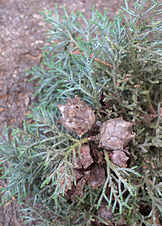 אילנות, 2-2014. צילום: © נעם עביצל