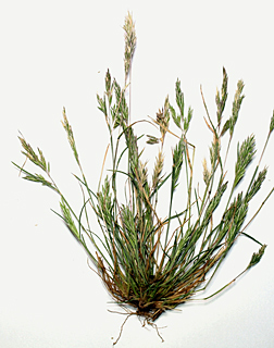 ליד באר שבע, 4-2014. צילום: © דרור מלמד