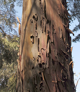 אילנות.  © שרה גולד