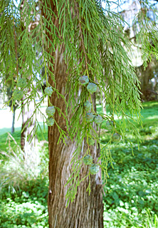  אילנות, 2-2014.© שרה גולד