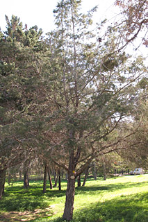  אילנות, 2-2014.© שרה גולד