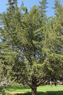  אילנות, 2-2014.© שרה גולד