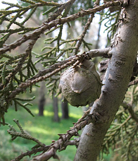  אילנות, 2-2014.© שרה גולד