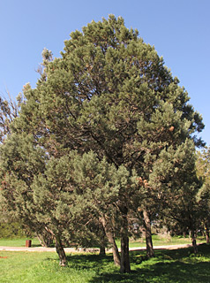 2-2014. © שרה גולד