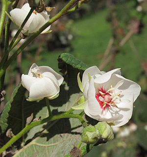 צילום: © שרה גולד   אילנות, 2-2014
© כל הזכויות שמורות לצלמים ולאתר צמח השדה.