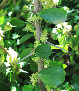 צילום: © שרה גולד   אילנות, 2-2014
© כל הזכויות שמורות לצלמים ולאתר צמח השדה.