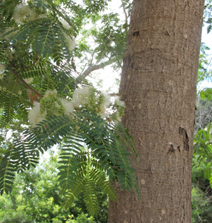 אילנות. צילום: © שרה גולד