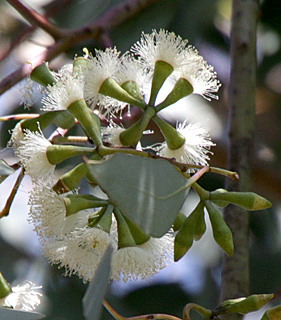  אילנות, 4-2014. צילום: © שרה גולד