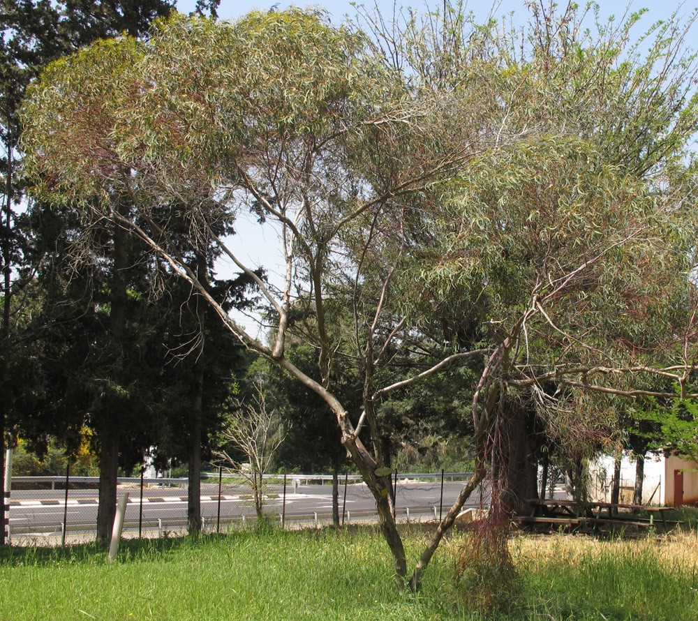 מראה כללי, צילום: © שרה גולד 