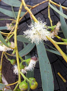 אילנות, 3-2014, צילום: © שרה גולד