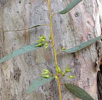 צילום: © שרה גולד   אילנות , 5-2014
© כל הזכויות שמורות לצלמים ולאתר צמח השדה.