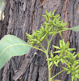 צילום: © שרה גולד   אילנות , 5-2014
© כל הזכויות שמורות לצלמים ולאתר צמח השדה.