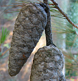 אצטרובל צמוד לענף. צולם בחודש יולי. צילום: © שרה גולד